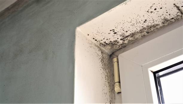 Best Mold Prevention Services  in Lake Forest, IL