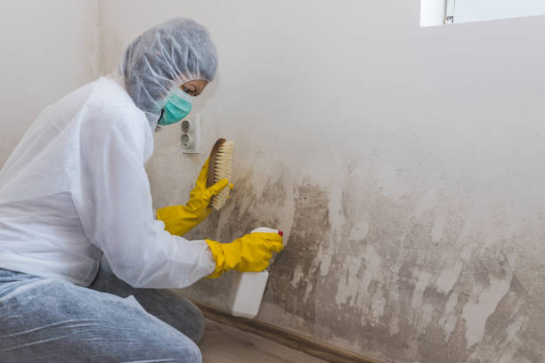 Mold Remediation for Vacation Homes in Lake Forest, IL