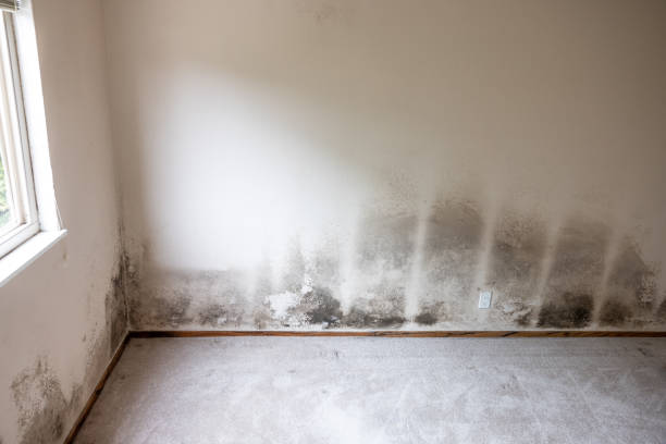 Best Mold Documentation for Insurance Claims  in Lake Forest, IL