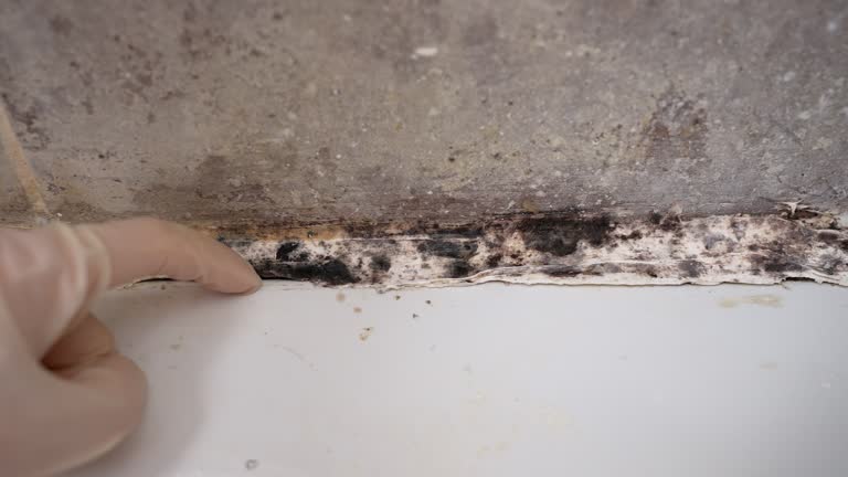 Best Residential Mold Inspection & Testing  in Lake Forest, IL